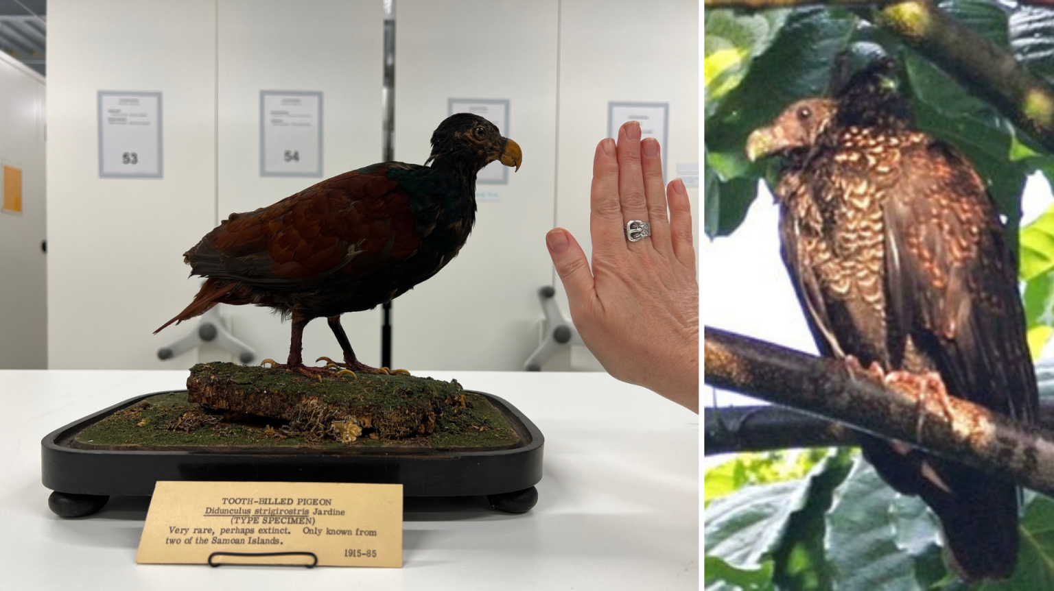 Two photographs side by side. On the left is a taxidermied tooth-billed pigeon on display. On the right is the last known photograph of a tooth-billed pigeon in the wild, taken in 2012.