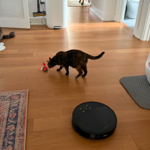 Robot vacuum cleaning hardwood floor with two cats and litter box in peripherals