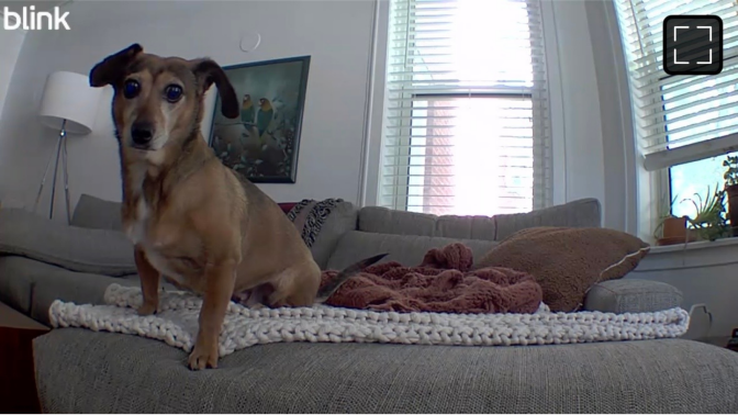 a screenshot of a dog on a couch, as seen on a blink mini security camera